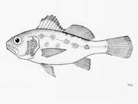 Peruvian barbel drum (Ctenosciaena peruviana)