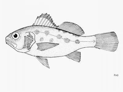 Peruvian barbel drum (Ctenosciaena peruviana)