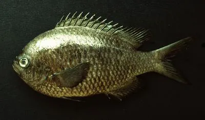 Peruvian chromis (Chromis intercrusma)