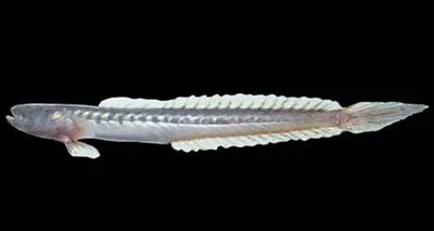Peruvian eelgoby (Gobioides peruanus)