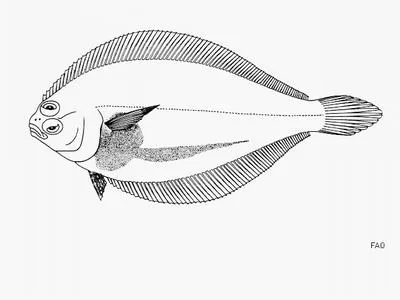 Peruvian flounder (Etropus peruvianus)