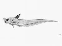 Peruvian grenadier (Nezumia convergens)