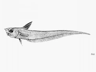 Peruvian grenadier (Nezumia convergens)