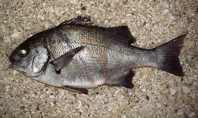 Peruvian grunt (Anisotremus scapularis)