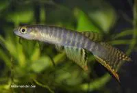 Peruvian longfin (Aphyolebias peruensis)