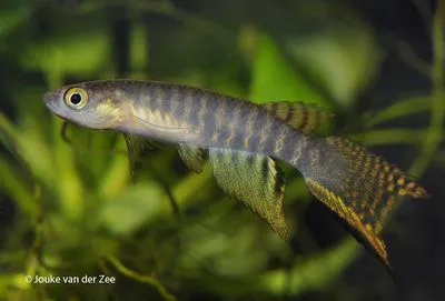 Peruvian longfin (Aphyolebias peruensis)