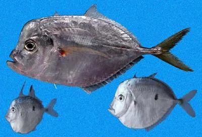 Peruvian moonfish (Selene peruviana)
