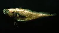 Peruvian mora (Physiculus talarae)