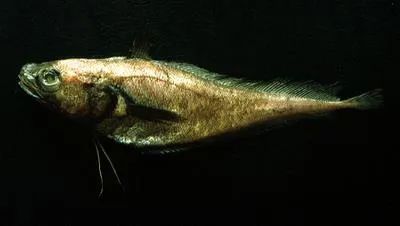 Peruvian mora (Physiculus talarae)
