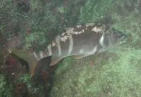 Peruvian morwong (Cheilodactylus variegatus)