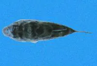 Peruvian puffer (Sphoeroides sechurae)