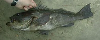 Peruvian rock seabass (Paralabrax humeralis)