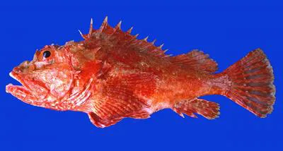 Peruvian scorpionfish (Scorpaena afuerae)