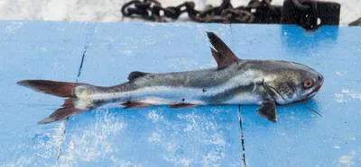 Peruvian sea catfish (Galeichthys peruvianus)
