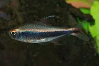 Peruvian tetra (Hyphessobrycon peruvianus)