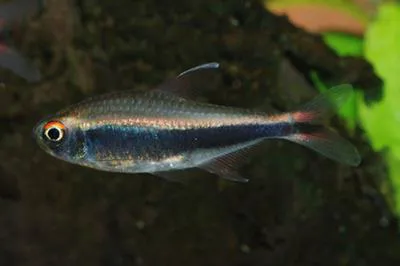 Peruvian tetra (Hyphessobrycon peruvianus)