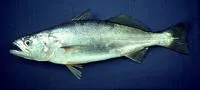 Peruvian weakfish (Cynoscion analis)