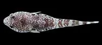 Peter's clingfish (Tomicodon petersii)