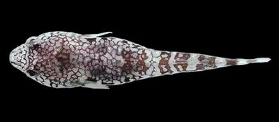 Peter's clingfish (Tomicodon petersii)