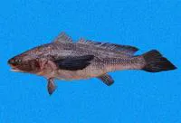 Peters' banded croaker (Paralonchurus petersii)