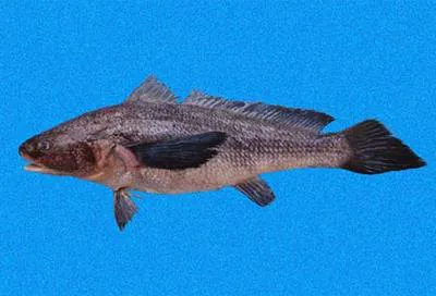 Peters' banded croaker (Paralonchurus petersii)