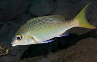 Peters' monocle bream (Scolopsis affinis)