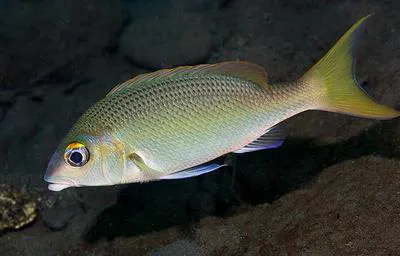 Peters' monocle bream (Scolopsis affinis)