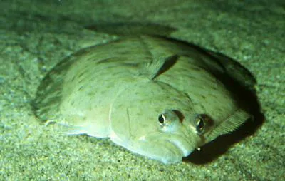 Petrale sole (Eopsetta jordani)