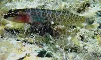 Phallic blenny (Starksia spinipenis)