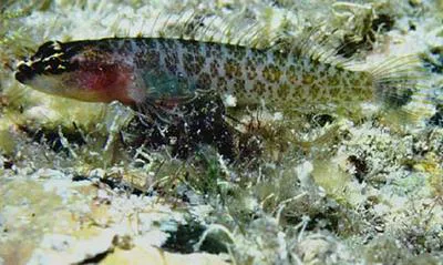 Phallic blenny (Starksia spinipenis)