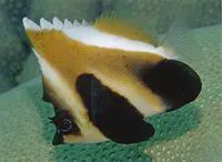 Phantom bannerfish (Heniochus pleurotaenia)