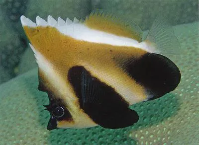Phantom bannerfish (Heniochus pleurotaenia)