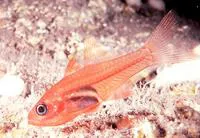 Phantom cardinalfish (Lachneratus phasmaticus)
