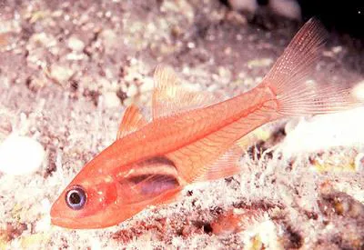 Phantom cardinalfish (Lachneratus phasmaticus)