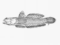 Phantom goby (Silhouettea insinuans)