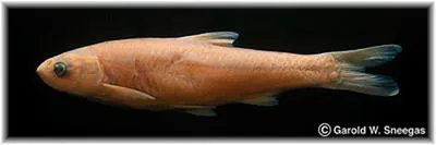 Phantom shiner (Notropis orca)