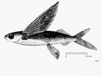 Pharao flyingfish (Cypselurus naresii)