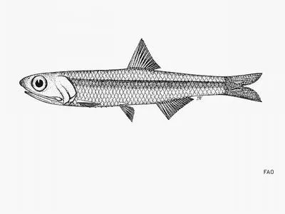 Philippine anchovy (Encrasicholina oligobranchus)