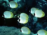 Philippine butterflyfish (Chaetodon adiergastos)