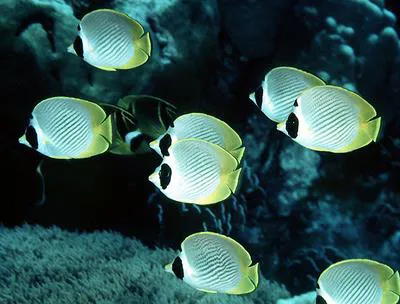 Philippine butterflyfish (Chaetodon adiergastos)