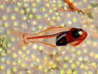 Philippine cardinalfish (Gymnapogon philippinus)