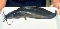 Philippine catfish (Clarias batrachus)