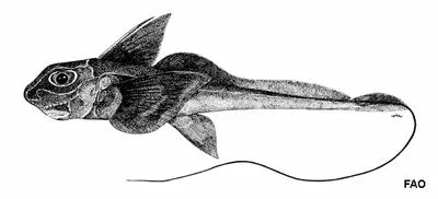 Philippine chimaera (Hydrolagus deani)