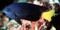 Philippine damsel (Pomacentrus philippinus)
