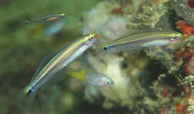 Philippine dartfish (Parioglossus philippinus)