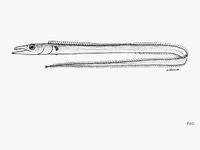 Philippine frostfish (Benthodesmus suluensis)