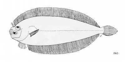 Philippine slender flounder (Laeops gracilis)
