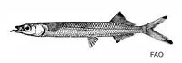 Philippine snubnose halfbeak (Melapedalion breve)