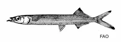 Philippine snubnose halfbeak (Melapedalion breve)