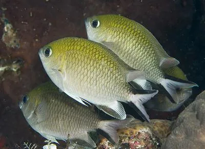 Philippines chromis (Chromis scotochiloptera)